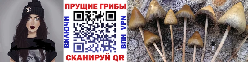 kraken зеркало Игра Галлюциногенные грибы Psilocybine cubensis